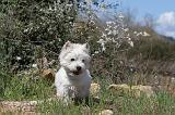 WESTIE 025